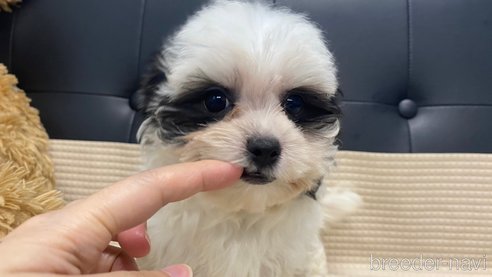 成約済の兵庫県のチワマル:チワワ×マルチーズ-336036の9枚目